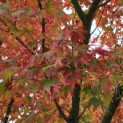 Acer palmatum - 5