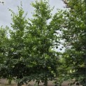 Tilia x europaea 'Euchlora' - 1