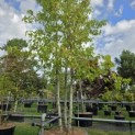 Liquidambar styraciflua 'Worplesdon' - Foto 2