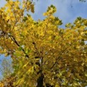Liriodendron tulipifera - oktober 2024