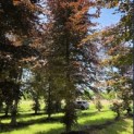 Fagus sylvatica 'Atropunicea' - Foto 5
