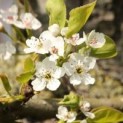  Pyrus calleryana 'Chanticleer' 