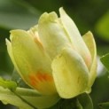  Liriodendron tulipifera 