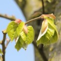 Tilia tomentosa - Foto 2