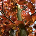 Fagus sylvatica 'Atropunicea' - impressie kleurnuances rode of bruine beuk voorjaarsrood