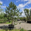 Pinus nigra 'Nigra' - Foto 2