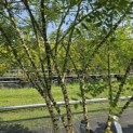 Sophora japonica - 2