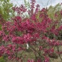 Malus 'Profusion' - 3