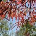 Acer palmatum 'Dissectum' - Foto 6