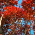 Acer palmatum 'Atropurpureum' - Afbeelding 2