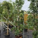 Quercus x turneri 'Pseudoturneri' - 1