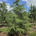 Cedrus deodara - 2