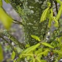 Quercus robur 'Fastigiata' - 1