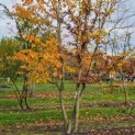 Carpinus Betulus - Foto 3