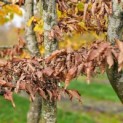 Carpinus Betulus - Foto 2
