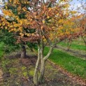 Carpinus Betulus - Foto 1