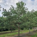 Pinus sylvestris - 1