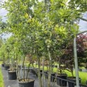 Quercus ilex - 3