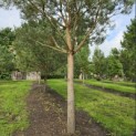 Pinus sylvestris - 6