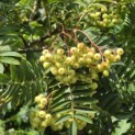 Sorbus 'Joseph Rock' - 2