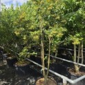 Sorbus 'Joseph Rock' - 1