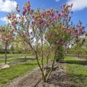 Magnolia Susan - 1