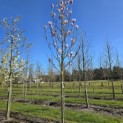 Magnolia 'Heaven Scent' - Foto 1