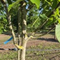 Juglans regia - 1