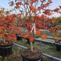 Acer japonicum  'Aconitifolium' - Foto 1