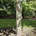 Platanus x hispanica - 2