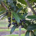 Prunus laur. Caucasica - 1