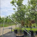 Quercus ilex - 1