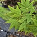 Acer palmatum 'Osakazuki - Foto 1