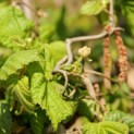 Corylus avellana 'Contorta'