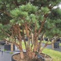 Pinus sylvestris 'Watereri' - 8