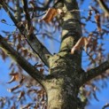 Carpinus betulus - 5