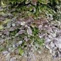 Fagus sylvatica 'Atropunicea' - Foto 2
