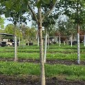 Juglans regia 'Cyril' - Foto 2