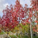 Liquidambar styraciflua 'Worplesdon' - 1