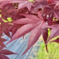 Acer palmatum 'Bloodgood' - Afbeelding 2