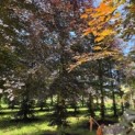 Fagus sylvatica 'Atropunicea' - Foto 5