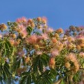 Albizia julibrissin - 5