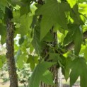 Liquidambar styraciflua - 3