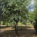 Salix Alba - Foto 3