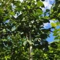 Tilia x flavescens 'Glenleven' - Foto 2