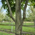 Liquidambar styraciflua 'Palo Alto' - 2