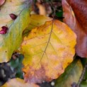 Fagus sylvatica 'Riversii'