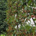 Malus 'Evereste' - Foto 5