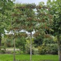 Malus 'Evereste' - Foto 4