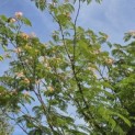 Albizia Julibrissin - 4